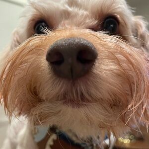 Meet your Posher, nat